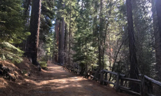 飞来横祸！谷歌华裔女工程师徒步时被树枝砸中身亡