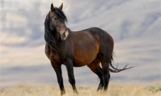 9万元买的汗血宝马在高速事故中死亡 主人:货拉拉司机跑了约100公里就告诉我出事了 !