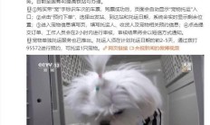 铁路 12306 App 购票页面上线“宠物托运”功能