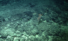 俗称“小飞象章鱼”！我国发现罕见深海章鱼新物种飞天烟灰蛸