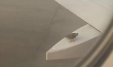 
        		白云机场一飞机起飞前机翼惊现小鸟 官方：停靠一会儿就飞走了 !	