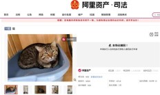 
        		3岁网红狸花猫被撤销拍卖 已被爱猫人士领走 !	