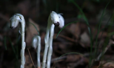
        		“冥界之花”水晶兰在四川广元被发现：非兰花 食腐而生 !	