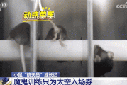 4 只小鼠“航天员”要上中国空间站,“魔鬼训练”画面曝光