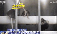 4 只小鼠“航天员”要上中国空间站,“魔鬼训练”画面曝光